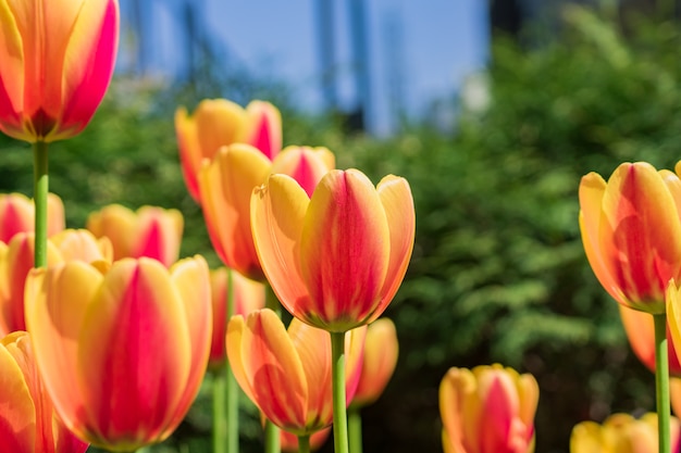 fel bloeiende gele en oranje tulpen