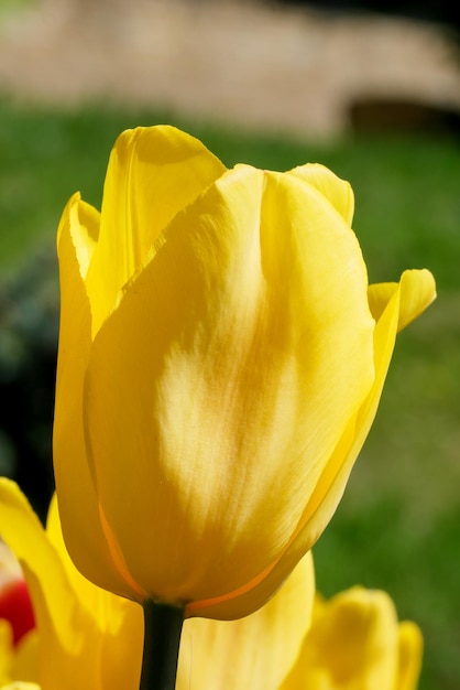 Fel geel bloeiende tulpen