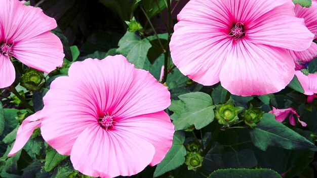 fel lila bloemen in de tuin