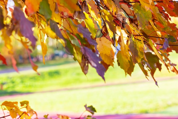 Fel oranje bladeren op licht wazig natuur of park achtergrond kopie ruimte Herfst ontwerp bloemen