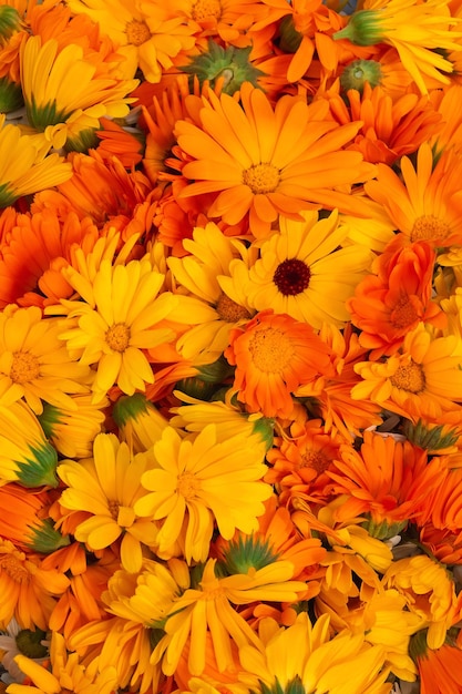 Fel oranje bloemen van calendula close-up Herbalism als alternatief medicijn