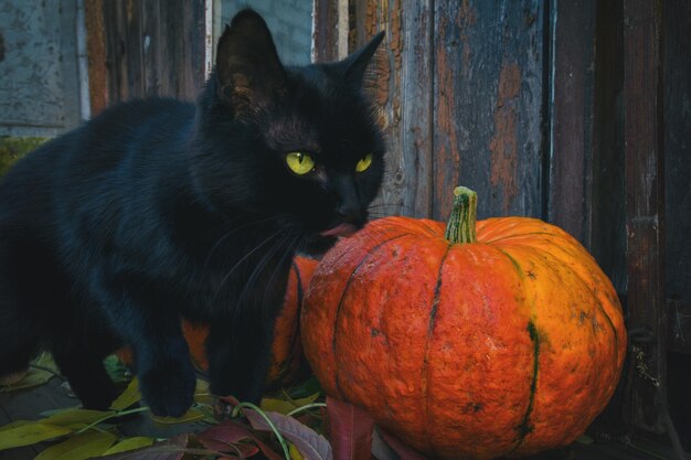 Foto fel oranje pompoenen en een zwarte kat in een donkere kamer op een oude houten tafel halloween-avond