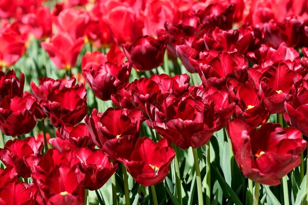 Fel rood bloeiende tulpen