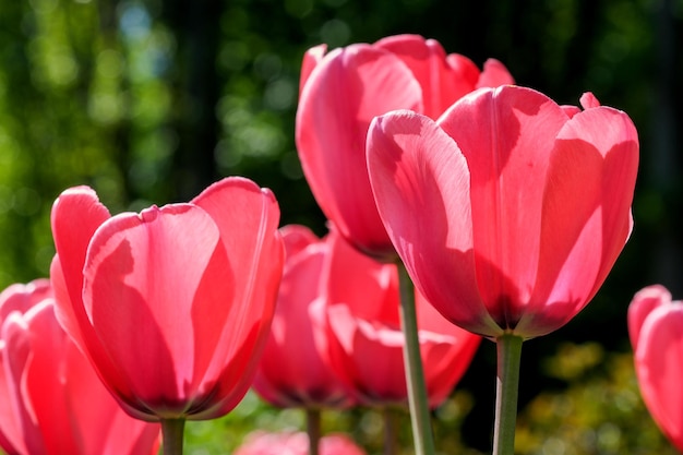 Fel rood bloeiende tulpen