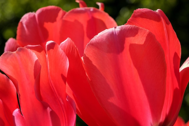 Fel rood bloeiende tulpen