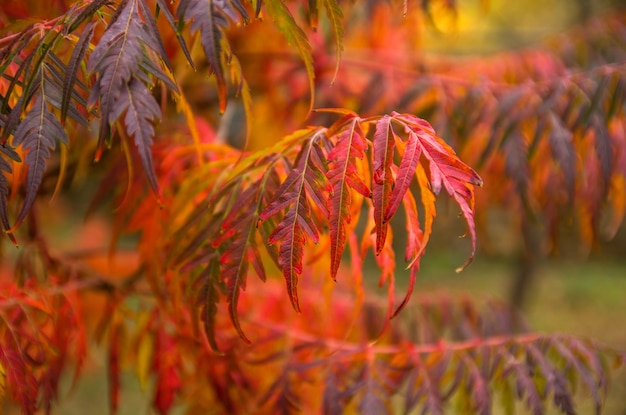 Fel veelkleurige herfstbladeren aan de boom De achtergrond wazig Ondiepe scherptediepte