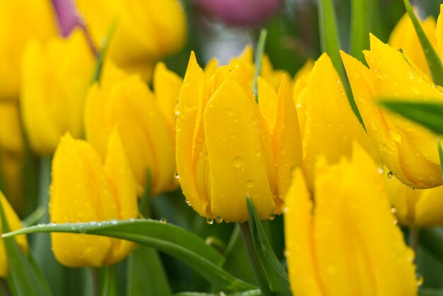 Felgele tulpen in de kas