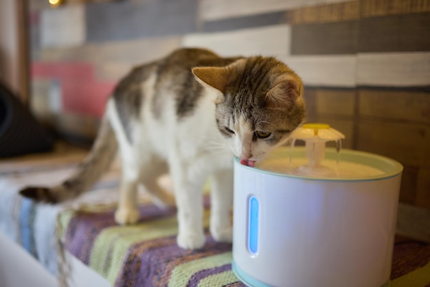 Felidae kat met snorharen die drinkt uit een waterfontein voor huisdieren