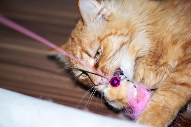 Felidae playing with a pink toy closeup of whiskers and fawn fur