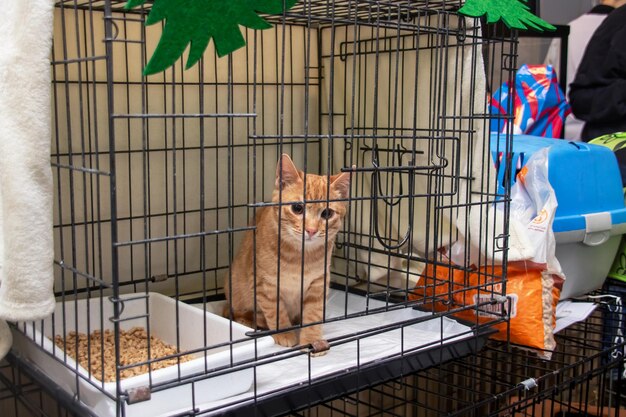 Feline in kennel with cat food waiting for a home at animal shelter