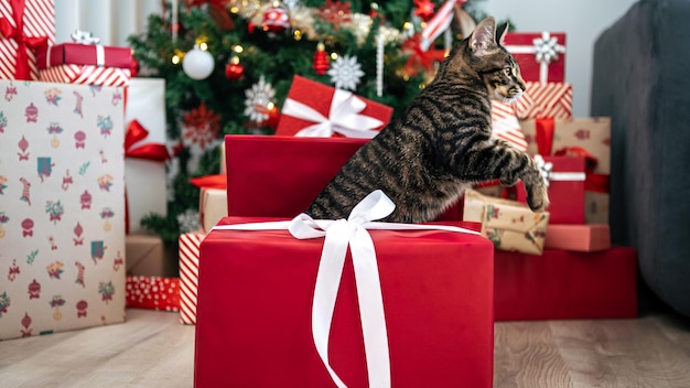 Photo a feline look inside of red gift box holiday surprise christmas