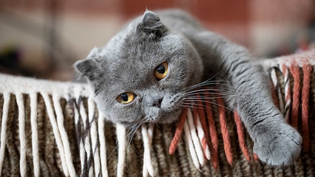 Felis catus SFS Scottish Fold cat, portrait, lying on the couch and missing. Close-up, soft focus