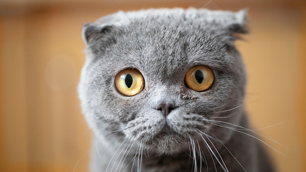 Felis catus SFS Scottish Fold cat, portrait, lying on the couch and missing. Close-up, soft focus