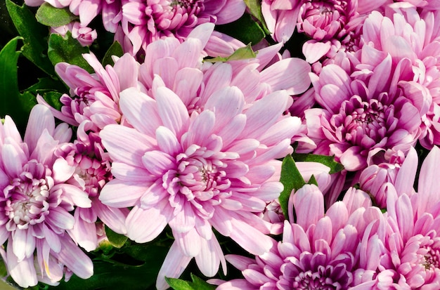 felle kleuren van roze bloeiende chrysanten