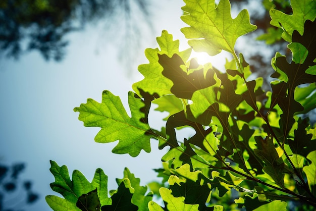 Felle zonnestralen van breken door het groene gebladerte van eiken. Patroon van groene bladeren op blauwe hemelachtergrond. Achtergronden. Ruimte kopiëren.