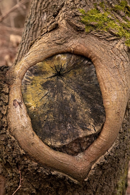 Felled forest tree in winter