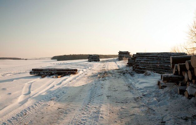 Felled trees snow