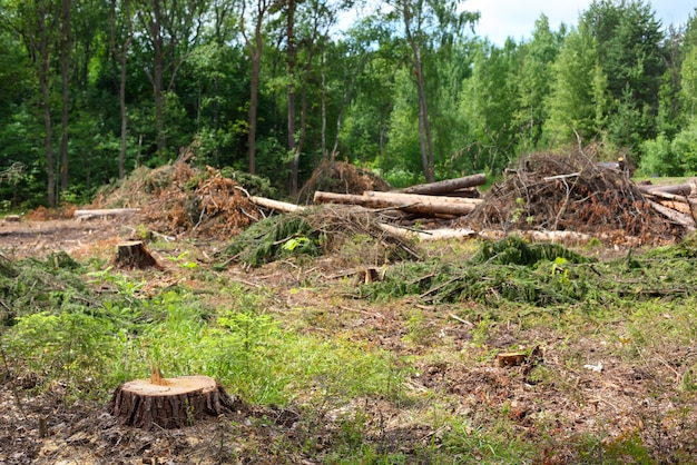 Felled trees on a summer day