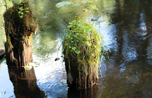 Felled trees on the water of the river overgrown with moss Background with copyspace