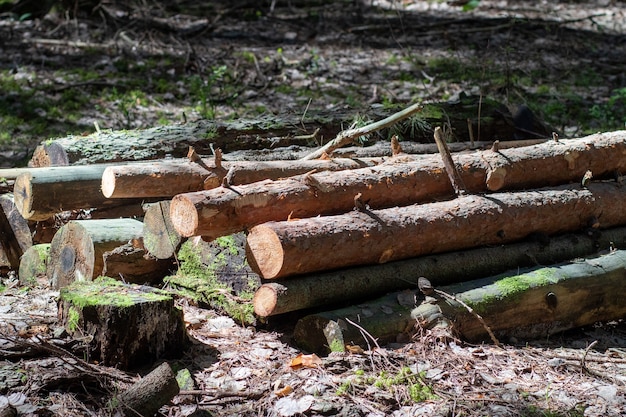 Felled wooden trunks of pine trees lie on the ground in the forest