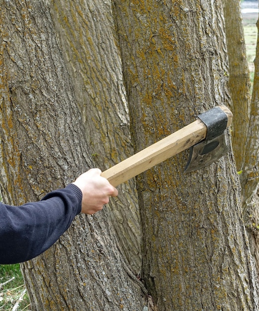 Premium Photo Felling trees with an ax tree slaughter cutting trees