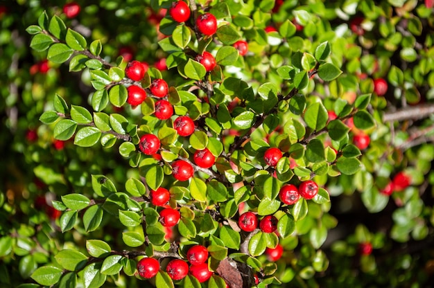 Foto felrode bessen op plant