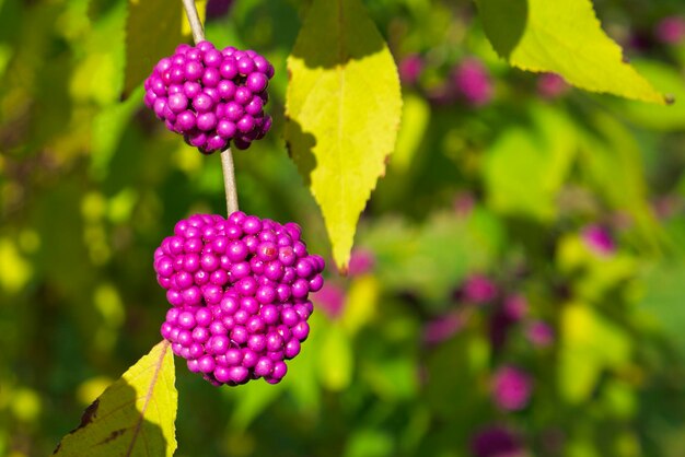 Felroze bessen van Callicarpa beautyberry op de struiktak op een zonnige herfstdag