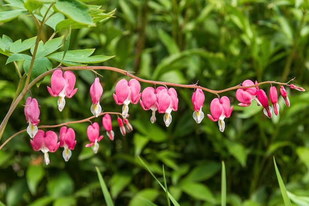 Felroze dicentra bloemen in de tuin