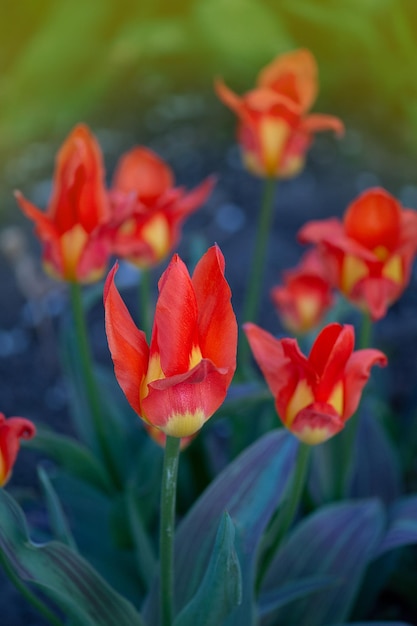 Felroze met witte strepen op bloemblad Lentetuin met gestreepte roze en witte tulpen Miramare