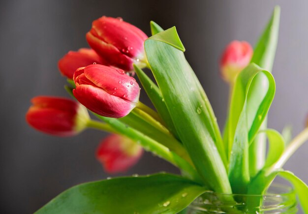 felroze tulp met waterdruppels op een grijze achtergrond