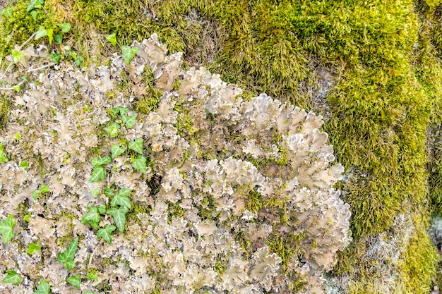 Photo felt lichen on tree closeup