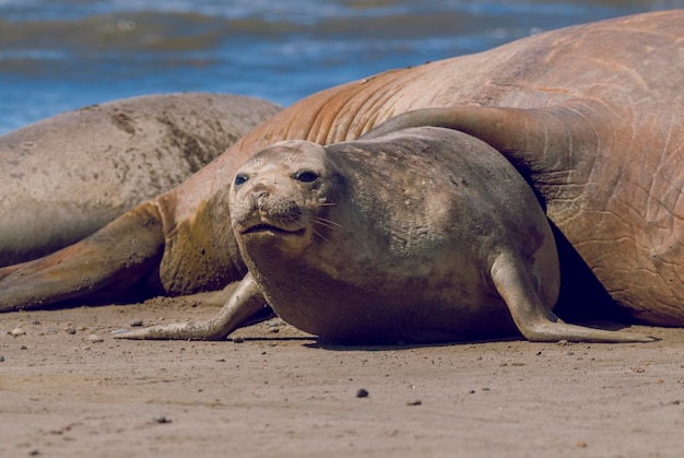 Photo femaale elephant seal peninsula valdes patagonia argentina