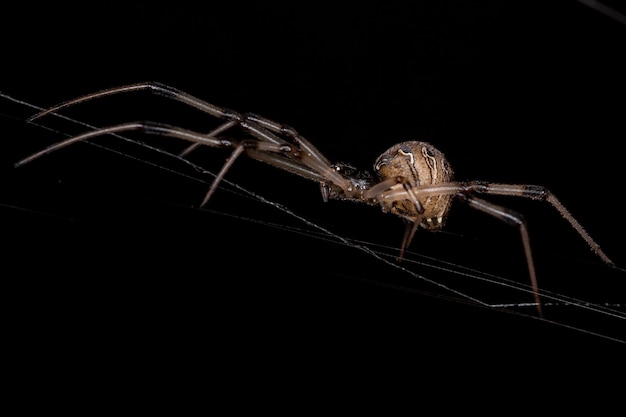 Photo female adult brown widow of the species latrodectus geometricus