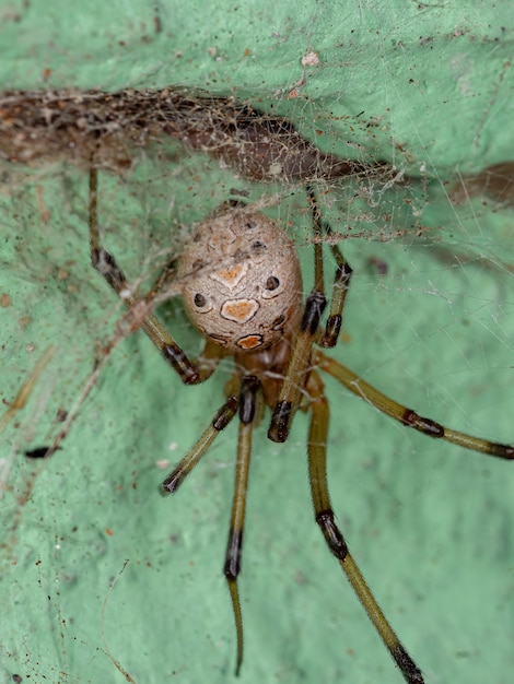 Latrodectusgeometricus種のメスの成体ハイイロゴケグモ