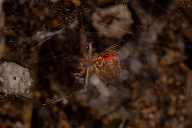 Female Adult Brown Widow Spider