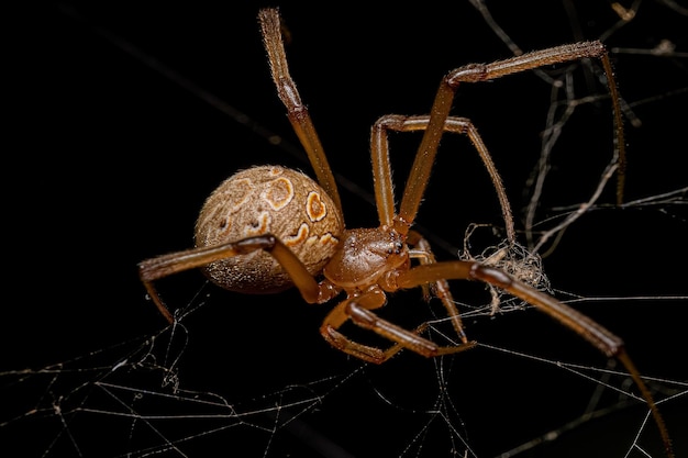 Female Adult Brown Widow Spider