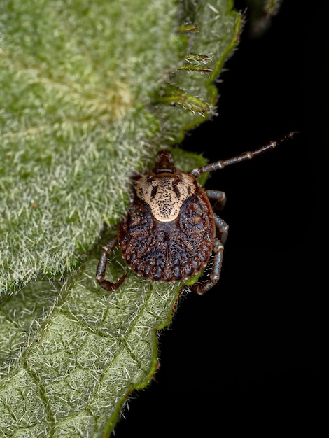 Female Adult Cayenne Tick of the species Amblyomma cajennense