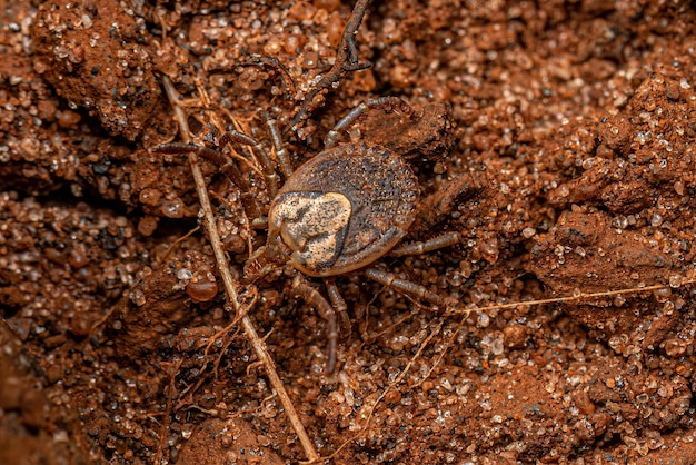 Photo female adult cayenne tick