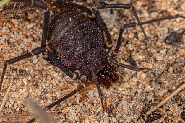 Photo female adult gonyleptid harvestmen of the genus discocyrtanus