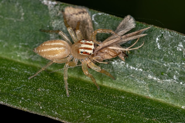 Взрослая самка паука-скакуна из рода Chira охотится на взрослого ручейника семейства Hydropsychida, вращающего сетку