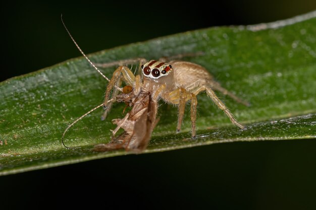 Photo female adult jumping spider of the genus chira preying on a adult net-spinning caddisfly of the family hydropsychida