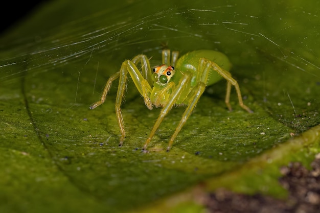 Photo female adult jumping spider of the genus chira preying on a adult net-spinning caddisfly of the family hydropsychida