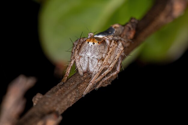 Female Adult Lynx Spider of the Genus Hamataliwa