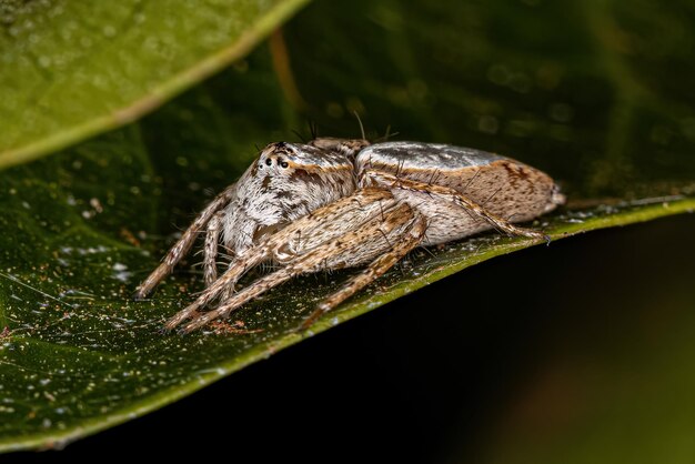 Female Adult Lynx Spider