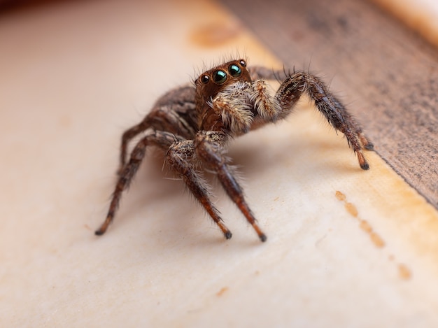 Plexippus paykulli 종의 여성 성인 Pantropical Jumping Spider