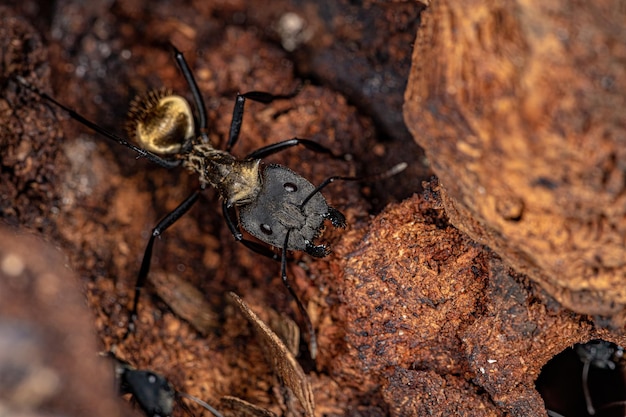 Взрослая самка мерцающего золотого сахарного муравья вида Camponotus sericeiventris