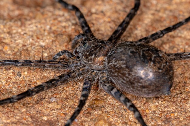 Female adult trechaleid spider of the family trechaleid is a\
species of aquatic spider found on the shores of a lake