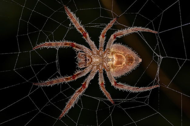 Female Adult Typical Orbweaver