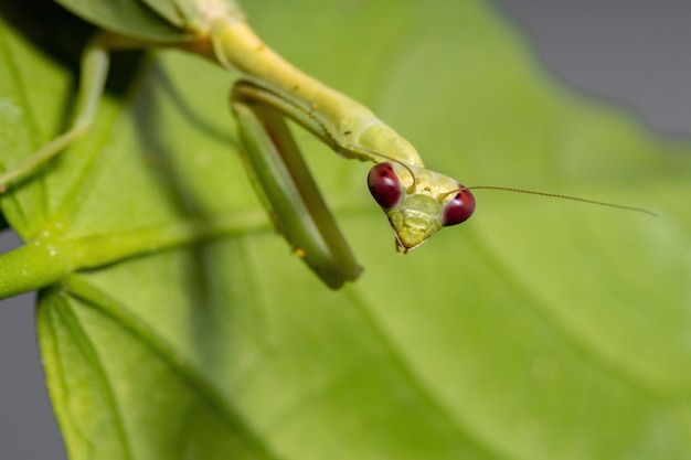 선택적 초점을 가진 히비스커스 식물에 Parastagmatoptera unipunctata 종의 암컷 성인 유니콘 사마귀