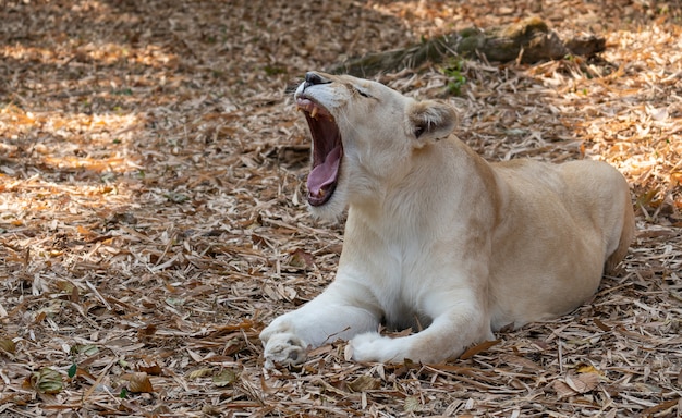 Female african lion